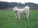 Фотографии к статье: Акита (Большая японская собака) (Japanese Akita) / Советы по уходу и воспитанию породы собак, описание собаки, помощь при болезнях, фотографии, дискусии и форум.