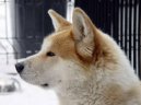 Фотографии к статье: Акита (Большая японская собака) (Japanese Akita) / Советы по уходу и воспитанию породы собак, описание собаки, помощь при болезнях, фотографии, дискусии и форум.