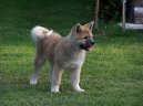 Фотографии к статье: Акита (Большая японская собака) (Japanese Akita) / Советы по уходу и воспитанию породы собак, описание собаки, помощь при болезнях, фотографии, дискусии и форум.