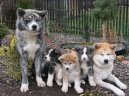 Фотографии к статье: Акита (Большая японская собака) (Japanese Akita) / Советы по уходу и воспитанию породы собак, описание собаки, помощь при болезнях, фотографии, дискусии и форум.