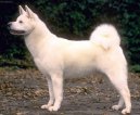 Фотографии к статье: Акита (Большая японская собака) (Japanese Akita) / Советы по уходу и воспитанию породы собак, описание собаки, помощь при болезнях, фотографии, дискусии и форум.