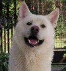 Фотографии к статье: Акита (Большая японская собака) (Japanese Akita) / Советы по уходу и воспитанию породы собак, описание собаки, помощь при болезнях, фотографии, дискусии и форум.