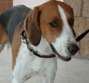 Фотографии к статье: Американский фоксхаунд (American Fox Hound) / Советы по уходу и воспитанию породы собак, описание собаки, помощь при болезнях, фотографии, дискусии и форум.