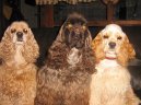 Фотографии к статье: Американский кокер-спаниель (American Cocker Spaniel) / Советы по уходу и воспитанию породы собак, описание собаки, помощь при болезнях, фотографии, дискусии и форум.