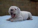 Фотографии к статье: Английский бульдог (English Bulldog) / Советы по уходу и воспитанию породы собак, описание собаки, помощь при болезнях, фотографии, дискусии и форум.