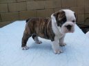 Фотографии к статье: Английский бульдог (English Bulldog) / Советы по уходу и воспитанию породы собак, описание собаки, помощь при болезнях, фотографии, дискусии и форум.