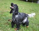 Фотографии к статье: Английский кокер-спаниель (English Cocker Spaniel) / Советы по уходу и воспитанию породы собак, описание собаки, помощь при болезнях, фотографии, дискусии и форум.