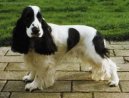 Фотографии к статье: Английский кокер-спаниель (English Cocker Spaniel) / Советы по уходу и воспитанию породы собак, описание собаки, помощь при болезнях, фотографии, дискусии и форум.