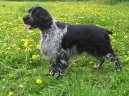 Фотографии к статье: Английский спрингер-спаниель (English Springer Spaniel) / Советы по уходу и воспитанию породы собак, описание собаки, помощь при болезнях, фотографии, дискусии и форум.