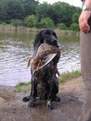 Фотографии к статье: Английский спрингер-спаниель (English Springer Spaniel) / Советы по уходу и воспитанию породы собак, описание собаки, помощь при болезнях, фотографии, дискусии и форум.