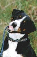 Фотографии к статье: Аппенцелльский зенненхунд (Appenzeller Sennenhund) / Советы по уходу и воспитанию породы собак, описание собаки, помощь при болезнях, фотографии, дискусии и форум.