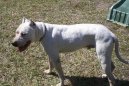 Фотографии к статье: Аргентинский дог (Dogo Argentino) / Советы по уходу и воспитанию породы собак, описание собаки, помощь при болезнях, фотографии, дискусии и форум.