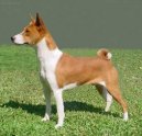 Фотографии к статье: Басенджи (Basenji) / Советы по уходу и воспитанию породы собак, описание собаки, помощь при болезнях, фотографии, дискусии и форум.