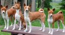 Фотографии к статье: Басенджи (Basenji) / Советы по уходу и воспитанию породы собак, описание собаки, помощь при болезнях, фотографии, дискусии и форум.