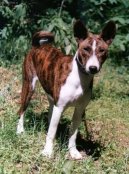 Фотографии к статье: Басенджи (Basenji) / Советы по уходу и воспитанию породы собак, описание собаки, помощь при болезнях, фотографии, дискусии и форум.