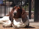 Фотографии к статье: Бассет-хаунд (Basset Hound) / Советы по уходу и воспитанию породы собак, описание собаки, помощь при болезнях, фотографии, дискусии и форум.