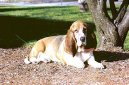 Фотографии к статье: Бассет-хаунд (Basset Hound) / Советы по уходу и воспитанию породы собак, описание собаки, помощь при болезнях, фотографии, дискусии и форум.