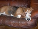 Фотографии к статье: Бассет-хаунд (Basset Hound) / Советы по уходу и воспитанию породы собак, описание собаки, помощь при болезнях, фотографии, дискусии и форум.