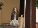 Фотографии к статье: Бассет-хаунд (Basset Hound) / Советы по уходу и воспитанию породы собак, описание собаки, помощь при болезнях, фотографии, дискусии и форум.