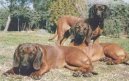 Фотографии к статье: Баварская горная гончая (Bayriswcher Gebirgsschweisshund, Bavarian Mountain Scenthound) / Советы по уходу и воспитанию породы собак, описание собаки, помощь при болезнях, фотографии, дискусии и форум.