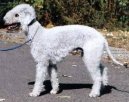 Фотографии к статье: Бедлингтон-терьер (Bedlington Terrier) / Советы по уходу и воспитанию породы собак, описание собаки, помощь при болезнях, фотографии, дискусии и форум.