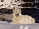 Белая швейцарская овчарка (Berger Blanc Suisse, White Swiss Shepherd Dog) / Породы собак / Породы собак: Овчарки: Уход, советы, бесплатные объявления, форум, болезни