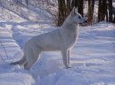 Фотографии к статье: Белая швейцарская овчарка (Berger Blanc Suisse, White Swiss Shepherd Dog) / Советы по уходу и воспитанию породы собак, описание собаки, помощь при болезнях, фотографии, дискусии и форум.