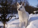 Фотографии к статье: Белая швейцарская овчарка (Berger Blanc Suisse, White Swiss Shepherd Dog) / Советы по уходу и воспитанию породы собак, описание собаки, помощь при болезнях, фотографии, дискусии и форум.