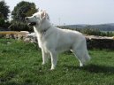 Фотографии к статье: Белая швейцарская овчарка (Berger Blanc Suisse, White Swiss Shepherd Dog) / Советы по уходу и воспитанию породы собак, описание собаки, помощь при болезнях, фотографии, дискусии и форум.