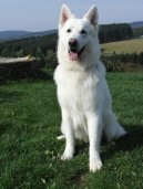 Фотографии к статье: Белая швейцарская овчарка (Berger Blanc Suisse, White Swiss Shepherd Dog) / Советы по уходу и воспитанию породы собак, описание собаки, помощь при болезнях, фотографии, дискусии и форум.