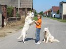 Фотографии к статье: Белая швейцарская овчарка (Berger Blanc Suisse, White Swiss Shepherd Dog) / Советы по уходу и воспитанию породы собак, описание собаки, помощь при болезнях, фотографии, дискусии и форум.