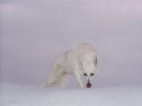 Фотографии к статье: Белая швейцарская овчарка (Berger Blanc Suisse, White Swiss Shepherd Dog) / Советы по уходу и воспитанию породы собак, описание собаки, помощь при болезнях, фотографии, дискусии и форум.