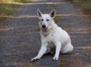 Фотографии к статье: Белая швейцарская овчарка (Berger Blanc Suisse, White Swiss Shepherd Dog) / Советы по уходу и воспитанию породы собак, описание собаки, помощь при болезнях, фотографии, дискусии и форум.