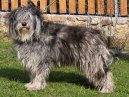 Фотографии к статье: Бергамская овчарка (Bergamasco Shepherd Dog) / Советы по уходу и воспитанию породы собак, описание собаки, помощь при болезнях, фотографии, дискусии и форум.