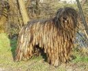 Фотографии к статье: Бергамская овчарка (Bergamasco Shepherd Dog) / Советы по уходу и воспитанию породы собак, описание собаки, помощь при болезнях, фотографии, дискусии и форум.