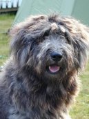 Фотографии к статье: Бергамская овчарка (Bergamasco Shepherd Dog) / Советы по уходу и воспитанию породы собак, описание собаки, помощь при болезнях, фотографии, дискусии и форум.