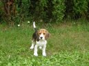 Фотографии к статье: Бигль (Beagle) / Советы по уходу и воспитанию породы собак, описание собаки, помощь при болезнях, фотографии, дискусии и форум.