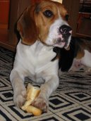 Фотографии к статье: Бигль (Beagle) / Советы по уходу и воспитанию породы собак, описание собаки, помощь при болезнях, фотографии, дискусии и форум.