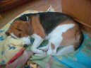 Фотографии к статье: Бигль (Beagle) / Советы по уходу и воспитанию породы собак, описание собаки, помощь при болезнях, фотографии, дискусии и форум.