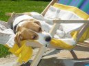 Фотографии к статье: Бигль (Beagle) / Советы по уходу и воспитанию породы собак, описание собаки, помощь при болезнях, фотографии, дискусии и форум.