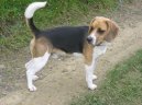 Фотографии к статье: Бигль (Beagle) / Советы по уходу и воспитанию породы собак, описание собаки, помощь при болезнях, фотографии, дискусии и форум.