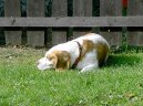 Фотографии к статье: Бигль (Beagle) / Советы по уходу и воспитанию породы собак, описание собаки, помощь при болезнях, фотографии, дискусии и форум.