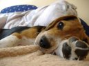 Фотографии к статье: Бигль (Beagle) / Советы по уходу и воспитанию породы собак, описание собаки, помощь при болезнях, фотографии, дискусии и форум.