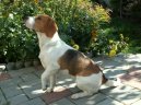 Фотографии к статье: Бигль (Beagle) / Советы по уходу и воспитанию породы собак, описание собаки, помощь при болезнях, фотографии, дискусии и форум.