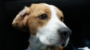 Фотографии к статье: Бигль (Beagle) / Советы по уходу и воспитанию породы собак, описание собаки, помощь при болезнях, фотографии, дискусии и форум.