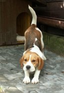 Фотографии к статье: Бигль (Beagle) / Советы по уходу и воспитанию породы собак, описание собаки, помощь при болезнях, фотографии, дискусии и форум.