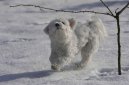 Фотографии к статье: Бишон-хаванез (Bichon Havanais, Havanese) / Советы по уходу и воспитанию породы собак, описание собаки, помощь при болезнях, фотографии, дискусии и форум.