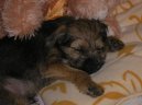 Фотографии к статье: Бордер-терьер (Border Terrier) / Советы по уходу и воспитанию породы собак, описание собаки, помощь при болезнях, фотографии, дискусии и форум.