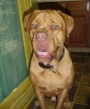 Фотографии к статье: Бордоский дог (Dogue de Bordeaux) / Советы по уходу и воспитанию породы собак, описание собаки, помощь при болезнях, фотографии, дискусии и форум.