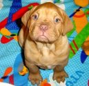 Фотографии к статье: Бордоский дог (Dogue de Bordeaux) / Советы по уходу и воспитанию породы собак, описание собаки, помощь при болезнях, фотографии, дискусии и форум.